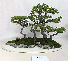 Chinese Elm Penjing